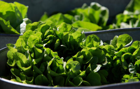 Wilting Lettuce Demand.